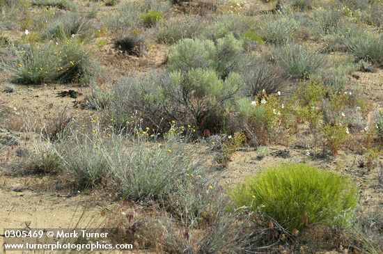 Columbia Cut Leaf, Big Sagebrush, Greasewood, Pale Evening Primroses in sandy environment