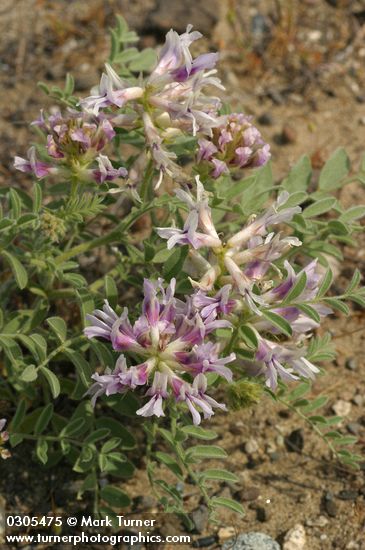 Columbia Milk-vetch blossoms & foliage