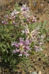Columbia Milk-vetch blossoms & foliage