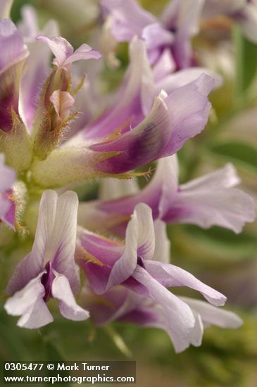 Columbia Milk-vetch blossoms extreme detail