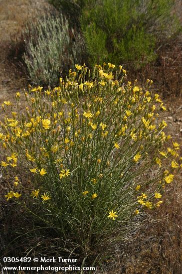 Slender Hawksbeard