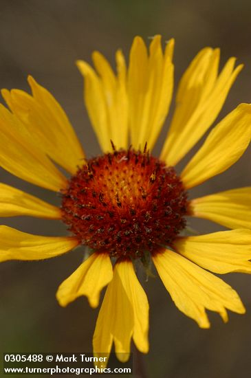 Blanket Flower blossom detail