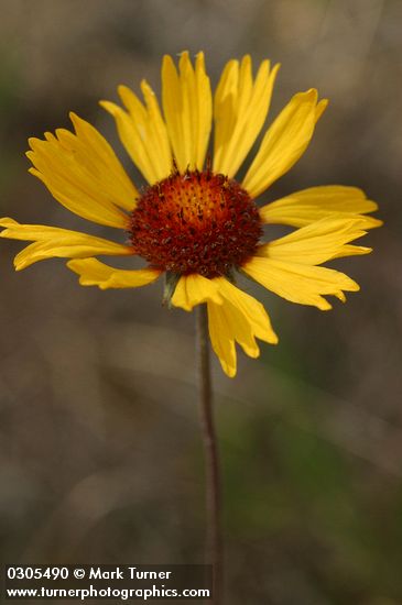 Blanket Flower blossom