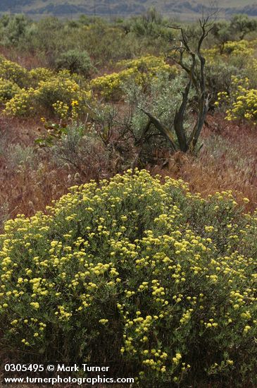 Round-headaed Desert Buckwheat among Big Sagebrush