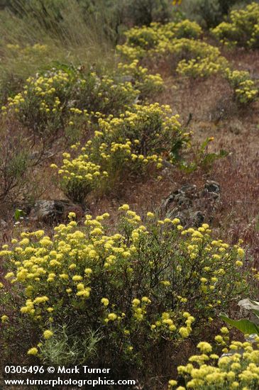 Round-headaed Desert Buckwheat