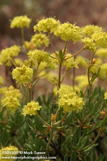 Round-headaed Desert Buckwheat blossoms & foliage detail