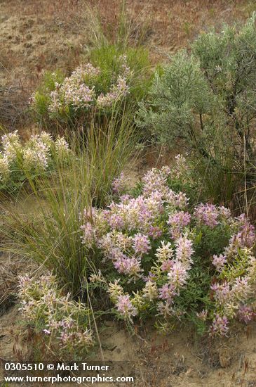 Columbia Milk-vetch w/ Bluebunch Wheatgrass & Big Sagebrush
