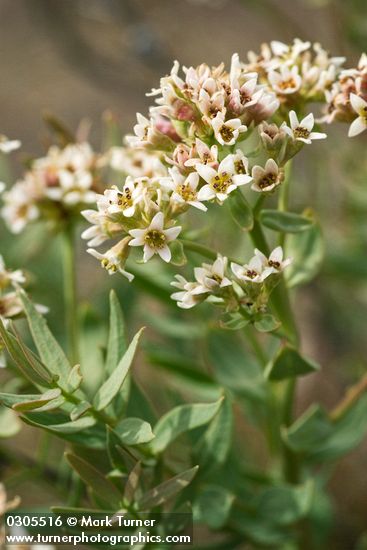 Bastard Toad-flax blossoms & foliage detail