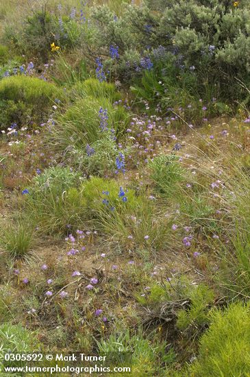 Lupines & Delphiniums among Greasewood, Big Sagebrush, Thread-leaf Phacelia, Bluebunch Wheatgrass