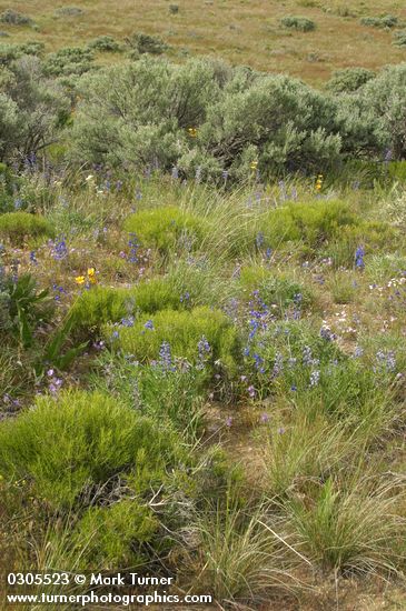 Lupines & Delphiniums among Greasewood, Big Sagebrush, Thread-leaf Phacelia, Bluebunch Wheatgrass