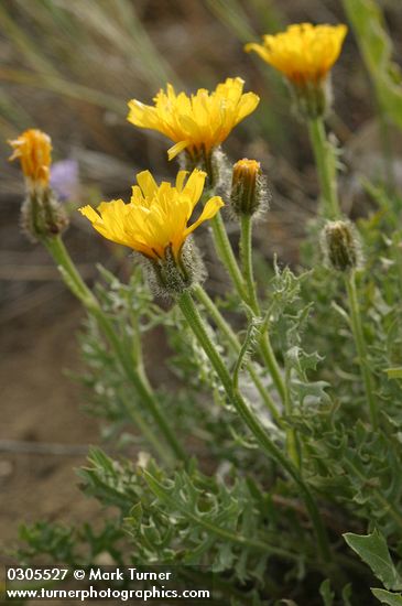 Low Hawksbeard