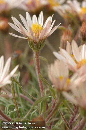 Showy Townsendia blossom & foliage detail