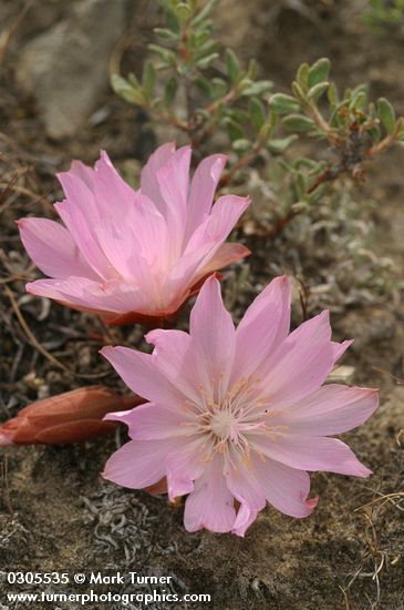 Bitter Root blossoms (pink form)