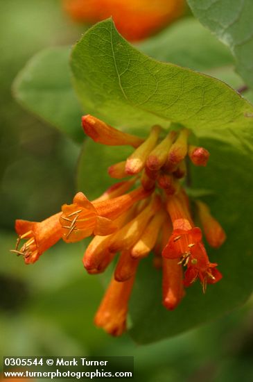 Orange Honeysuckle blossoms & foliage detail