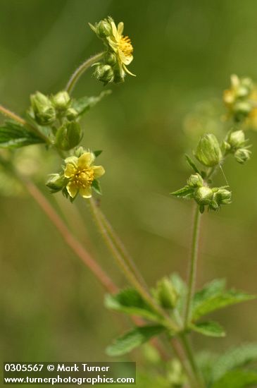 Sticky Cinquefoil blossoms & foliage