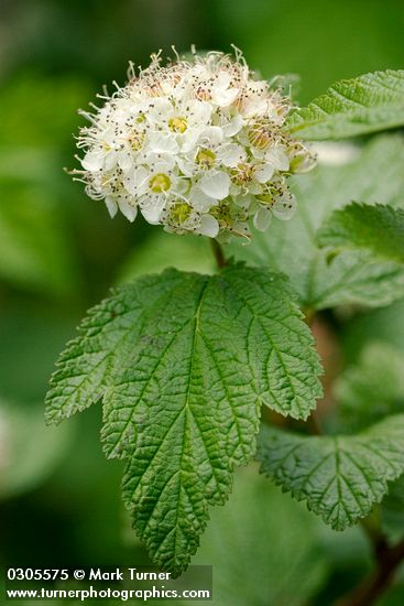 Pacific Ninebark blossoms & foliage detail