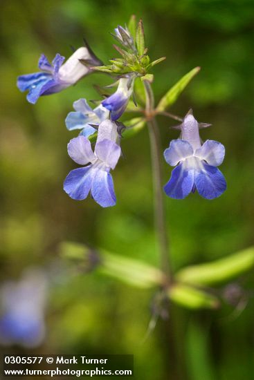 Large-flowered Blue-eyed Mary blossoms