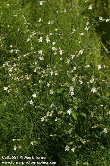 White (Bladder) Campion