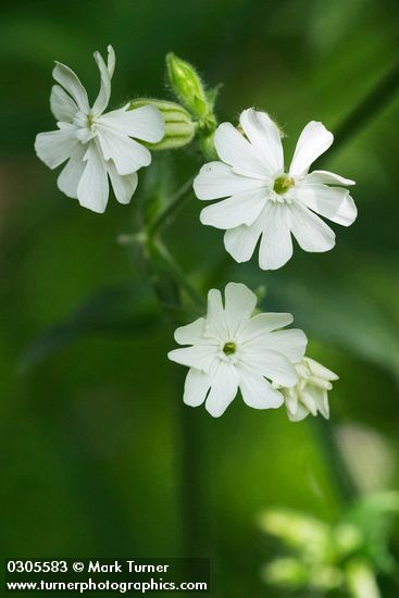 White (Bladder) Campion blossoms detail