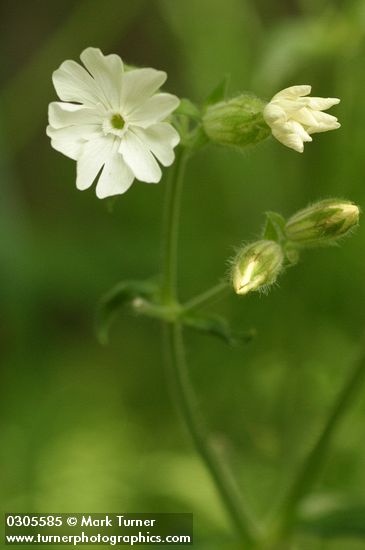 White (Bladder) Campion blossom detail