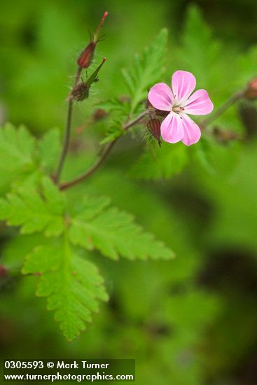 Herb Robert blossom & foliage detail