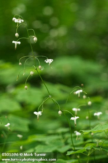 Inside-out Flower blossoms