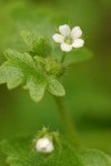 Woods Nemophila blossom & foliage detail