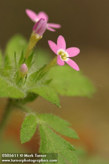 Varried-leaf Collomia blossoms & foliage detail