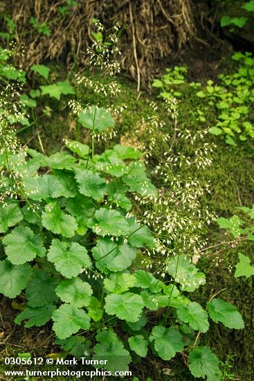 Small-flowered Alumroot