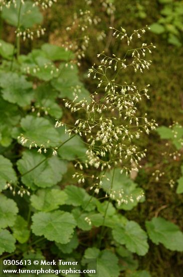 Small-flowered Alumroot blossoms & foliage