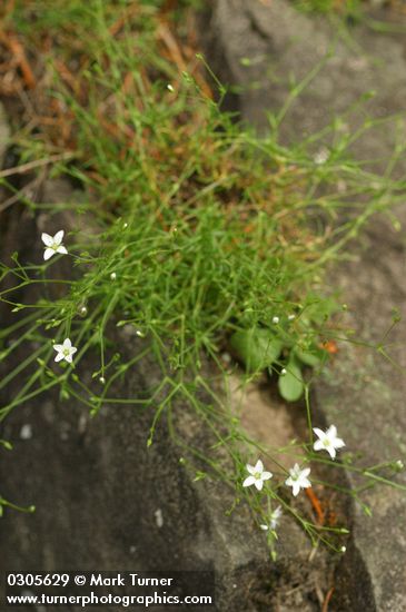 Beautiful Sandwort