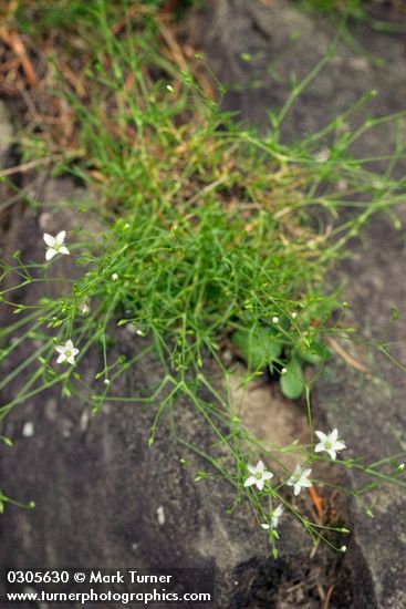 Beautiful Sandwort