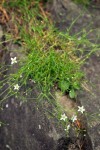 Beautiful Sandwort