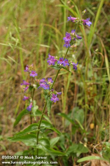 Fine-tooth Penstemon