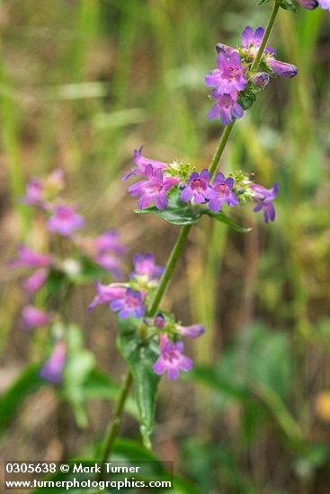 Fine-tooth Penstemon blossoms
