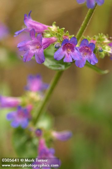 Fine-tooth Penstemon blossoms detail