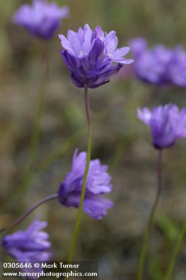 Ball-head Cluster Lily (Ookow) blossoms