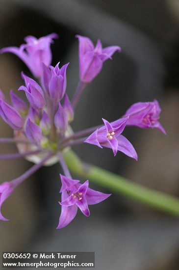 Taper-tip Onion blossoms detail