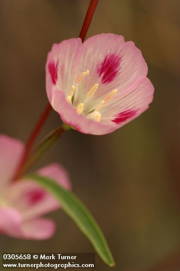 Herald-of-Summer blossom detail