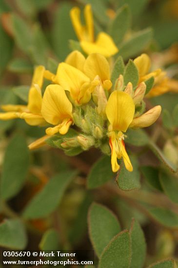 Nevada Deer-vetch blossoms & foliage detail