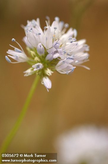 Blue Field Gilia blossoms detail