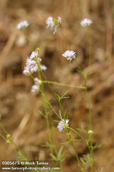 Blue Field Gilia