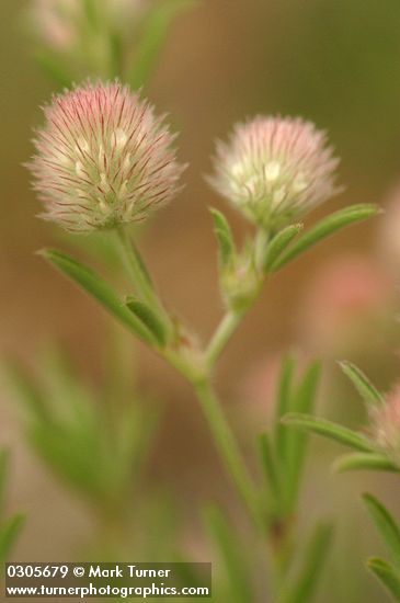 Hare's-foot Clover blossoms detail