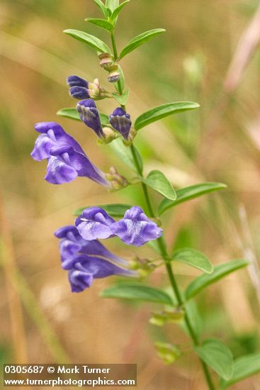 Narrow-leaf Skullcap