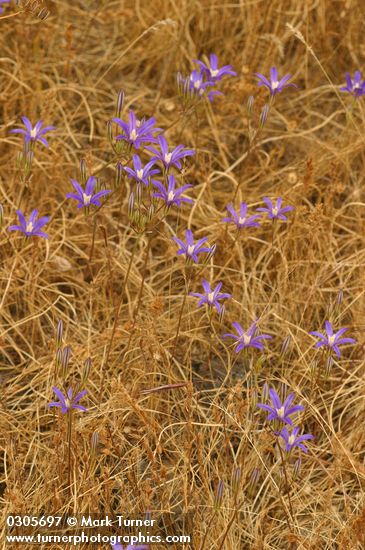 Harvest Brodiaea among dry grasses