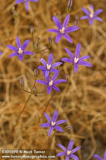 Harvest Brodiaea blossoms