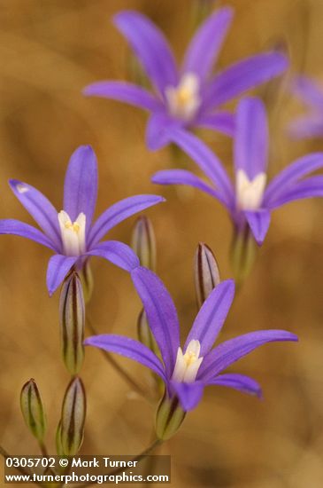 Harvest Brodiaea blossoms detail