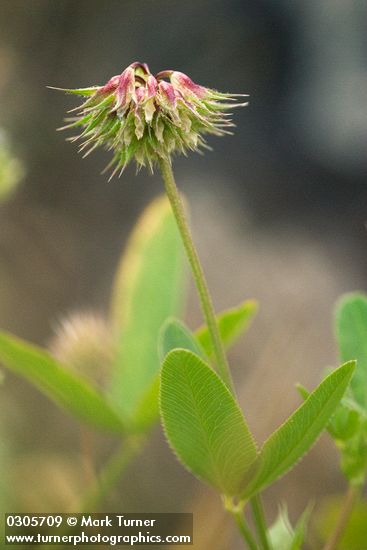 Tree Clover blossoms & foliage detail