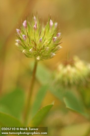 Tree Clover blossoms detail