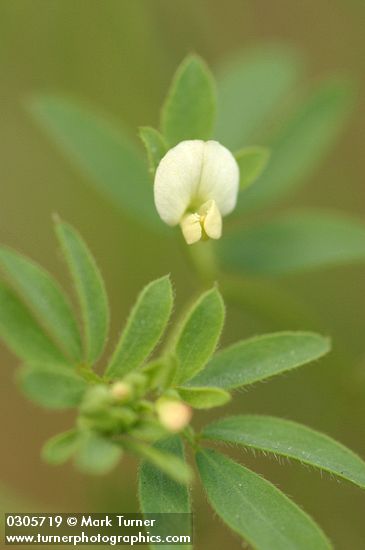Small-flowered Deer Vetch blossom & foliage detail